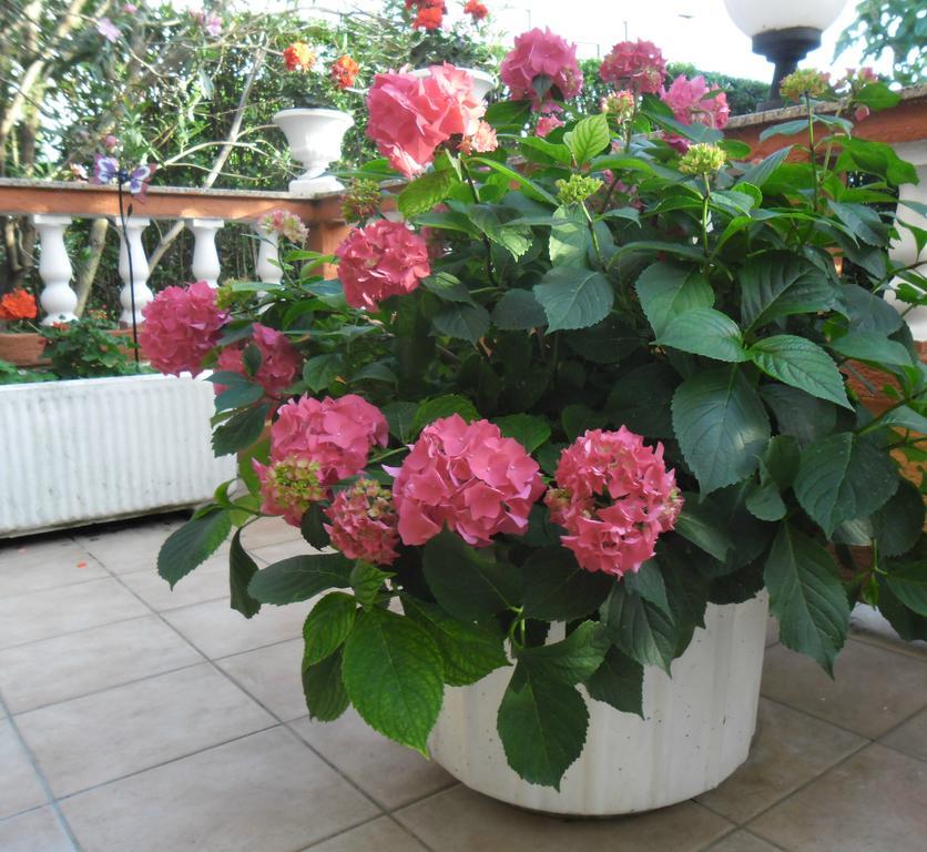 Guesthouse Mira Раб Екстериор снимка